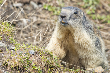 Wall Mural - Marmot portrait while looking at you