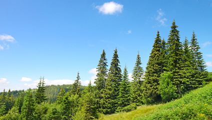 Wall Mural - Beautiful pine trees in mountains