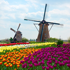 two dutch windmills over  tulips field