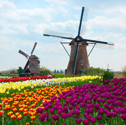 Naklejka na drzwi two dutch windmills over tulips field