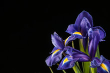 Vibrant Purple Iris On Black Background