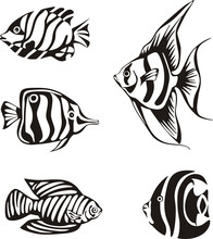 Set Of Black And White Tropical Fish