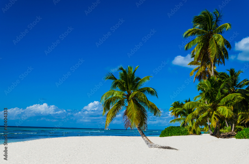 Tropical sandy beach with palm trees, Dominican Republic - obrazy, fototapety, plakaty 