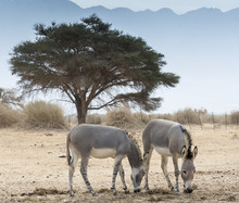 Somali Wild Ass (Equus Africanus) In Israeli Nature Reserve