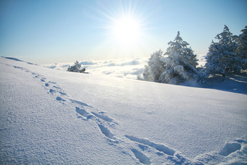 Wall Mural - footprints in the snow.