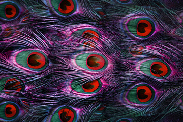 Colorful peacock feathers background