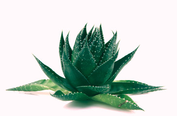 Poster - Aloe vera