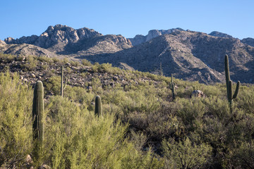 Canvas Print - View of Catalina State Park