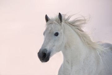 Fotoroleta zwierzę koń ssak piękny niebo