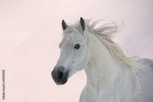 Fototapeta dla dzieci White Arabian horse runs on sunset background