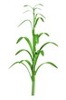 realistic 3d model of corn stalk
