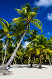 Fototapeta  - Beautiful sunny beach with lots of tall palm trees. Wallpaper