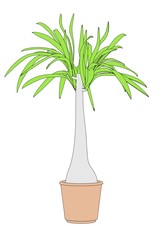 cartoon image of plant in pot