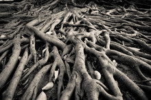 Banyan Tree Root