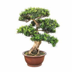 Wall Mural - bonsai elm tree