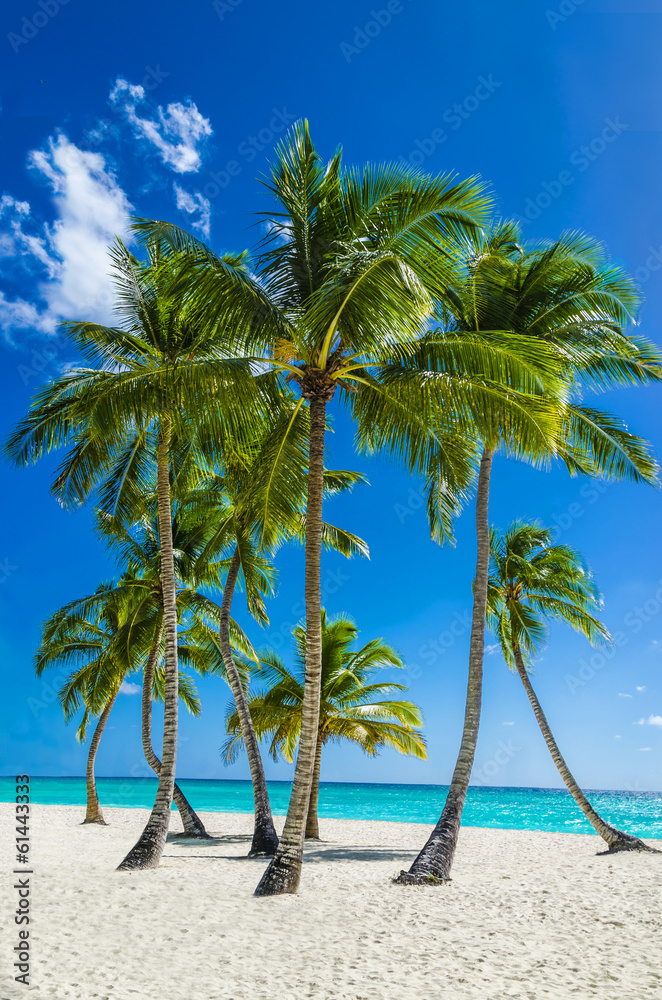 Obraz na płótnie View of an exotic beach with tall palm trees and yellow sand w salonie