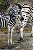 Fototapeta Sawanna - junges Zebra im Etosha Park, Namibia