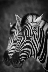 Wall Mural - Zebra im Etosha Park, Namibia