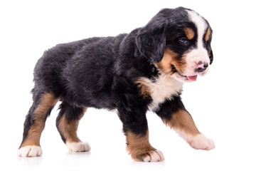 Wall Mural - Puppy Bernese Mountain Dog