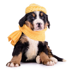 Wall Mural - Puppy Bernese Mountain Dog