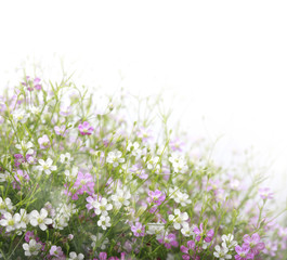 Wall Mural - beautiful flowers field