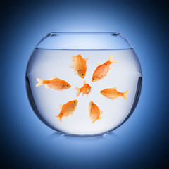 Poster - fishbowl mobbing concept