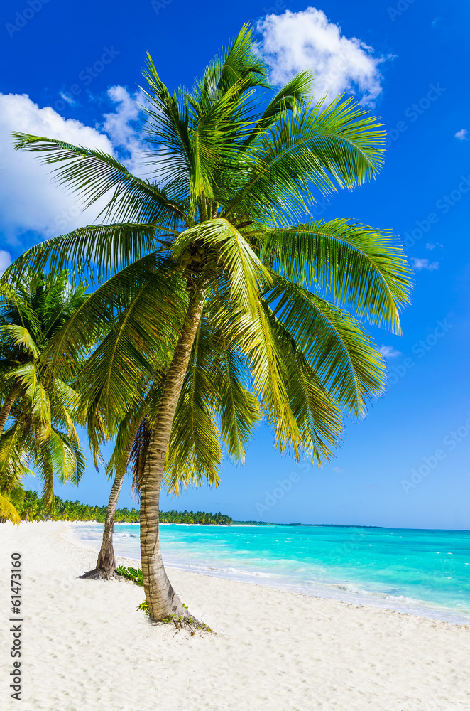 Sandy beach with palm trees, Dominican Republic in Caribbean - obrazy, fototapety, plakaty 