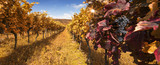 Fototapeta  - autumn vineyard