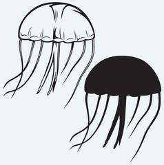 Wall Mural - Jellyfish isolated on blue background