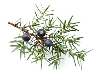 Sticker - Juniper twig with berries