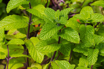 Mint plant growing in the garden