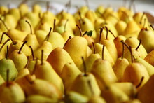 Fresh Ripe Yellow Pears