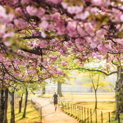 Fototapete - Cherry Blossom Festival. Washington, DC