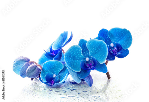 Plakat Błękitna orchidea z odbiciem w wodzie na białym tle