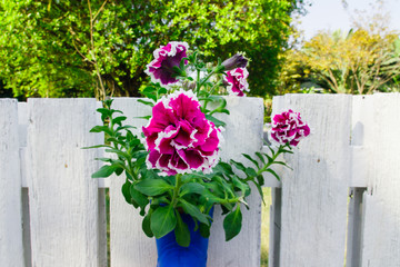 Wall Mural - Beautiful purple flowers