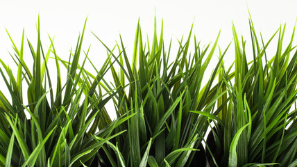 Green grass on white background