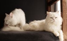 Two Persian Cats