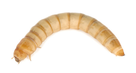 Sticker - Mealworm, Tenebrio molinor isolated on white background