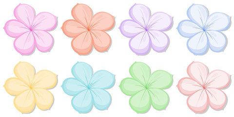 Sticker - Eight five-petal flowers in different colors