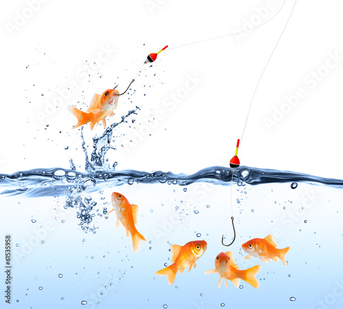 Cuadros en Lienzo goldfish bait - capture and deception concept