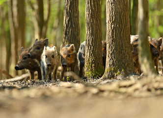 Canvas Print - Wild boar