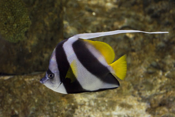 angel fish