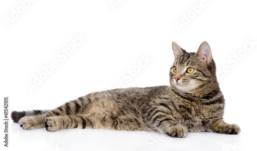 Cuadros en Lienzo tabby cat lying and looking away. isolated on white background