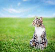 Cute Cat Sitting On Green Spring Grass On Sunny Day