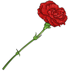 Vector Cartoon Isolated Illustration - Red Carnation