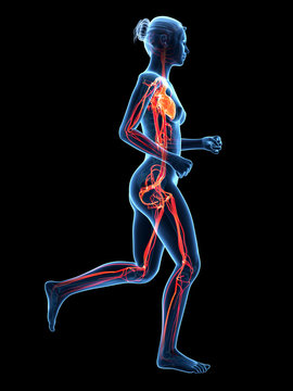 jogging woman - visible cardiovascular system