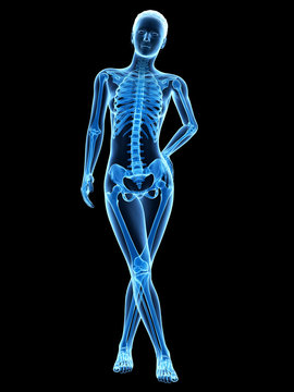 medical 3d illustration - female anatomy - skeleton