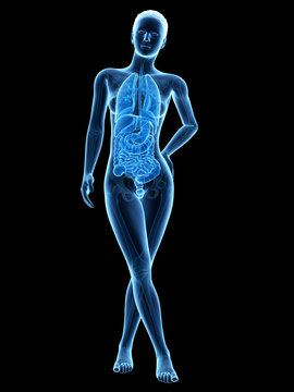 medical 3d illustration - female anatomy - inner organs