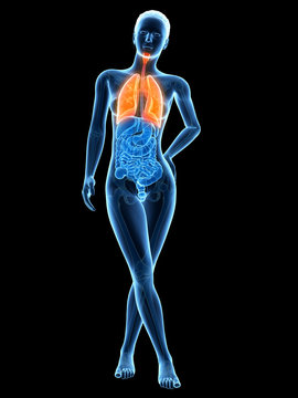 medical 3d illustration - female anatomy - lung