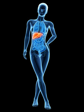 medical 3d illustration - female anatomy - liver